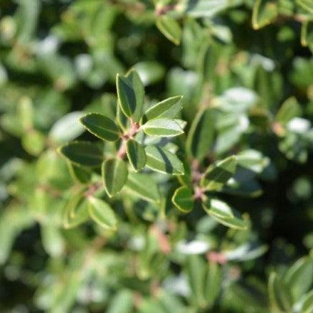 Ilex crenata 'Hoogendorn' ~ Hoogendorn Holly-ServeScape