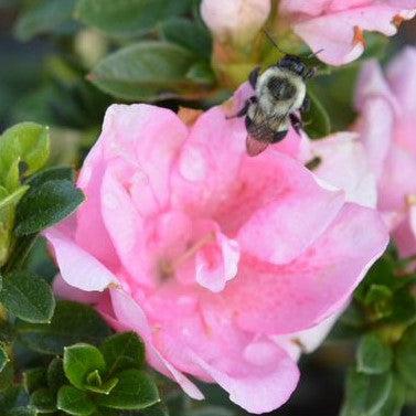 Rhododendron x 'NCRX3' ~ PW® Perfecto Mundo® Double Pink Azalea-ServeScape
