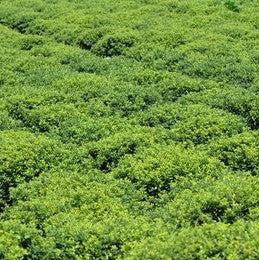 Ilex crenata 'Soft-Touch' ~ Soft Touch Japanese Holly-ServeScape