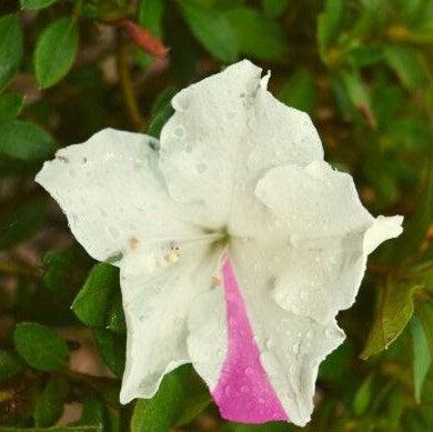 Rhododendron ‘Roblex’ ~ Encore® Autumn Lily™ Azalea-ServeScape