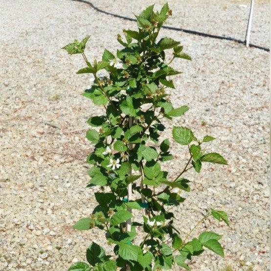 Rubus fruticosus 'Natchez' ~ Natchez Thornless Blackberry-ServeScape
