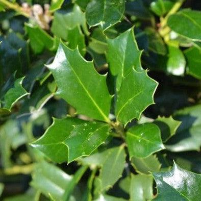 Ilex 'Magland' ~ Oakland Holly-ServeScape