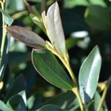 Distylium 'PIIDIST-II' PP4,409 ~ Blue Cascade® Evergreen Distylium-ServeScape