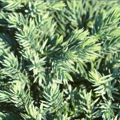 Juniperus squamata 'Blue Star' ~ Blue Star Juniper-ServeScape