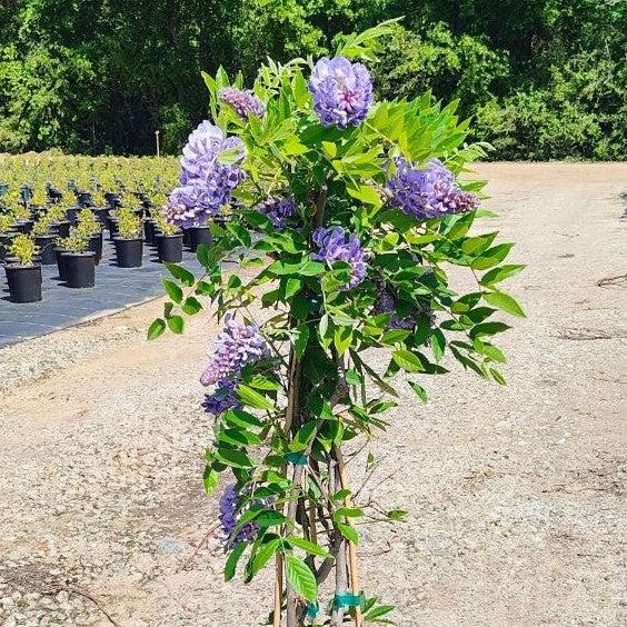 Wisteria frutescens 'Amethyst Falls' ~ Amethyst Falls Wisteria-ServeScape