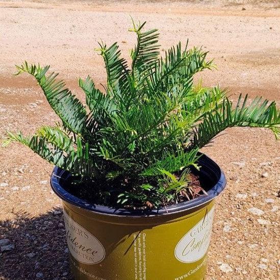 Cephalotaxus harringtonia 'Prostrata' ~ Creeping Japanese Plum Yew, Spreading Plum Yew-ServeScape