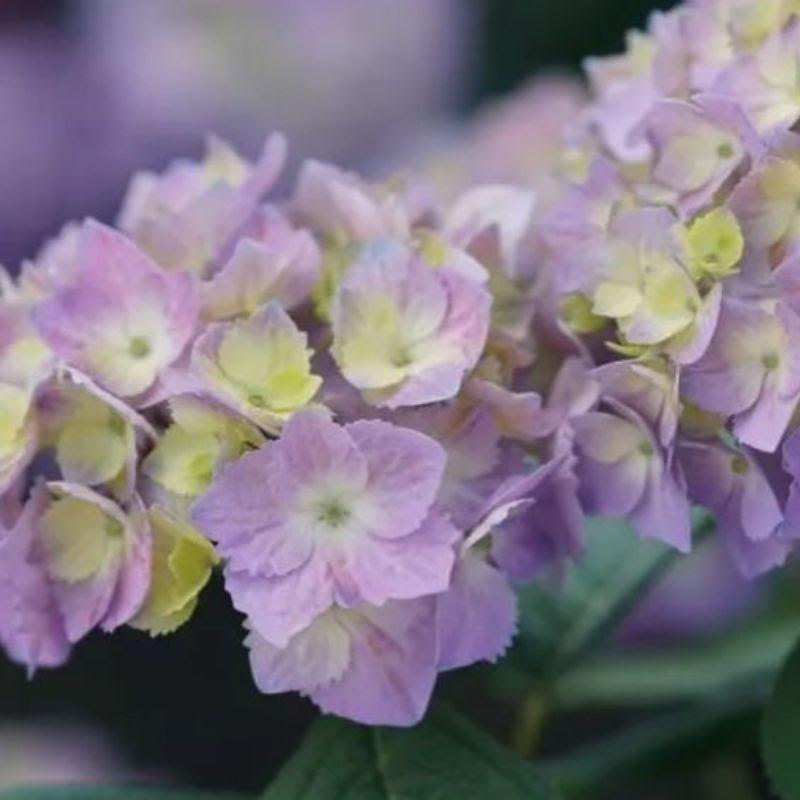 Hydrangea macrophylla × serrata 'SMNHSME' ~ Let's Dance® Sky View® Hydrangea-ServeScape
