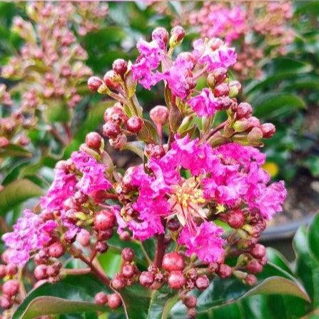 Lagerstroemia indica 'GAMAD VI' PP22,161 ~ Berry Dazzle® Dwarf Crape Myrtle-ServeScape