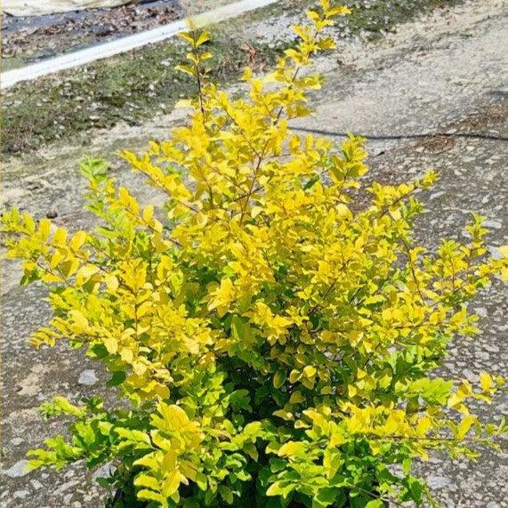 Ligustrum sinense 'Sunshine' ~ Sunshine Ligustrum-ServeScape