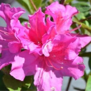 Rhododendron 'Conlec' ~ Encore® Autumn Royalty™ Azalea-ServeScape