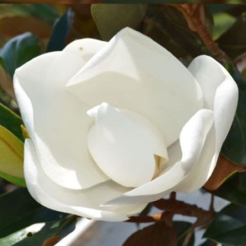 Magnolia grandiflora 'Little Gem' ~ Little Gem Magnolia-ServeScape