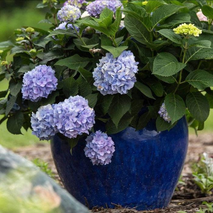 Hydrangea macrophylla 'Bailmer’ ~ Endless Summer® The Original Hydrangea-ServeScape