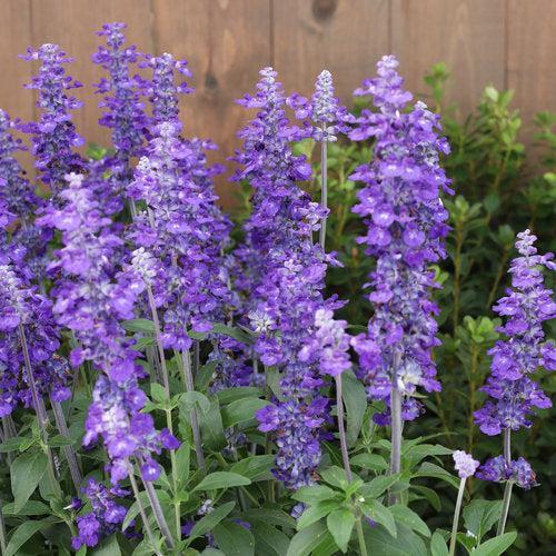 Salvia farinacea 'G14251' ~ PW® Unplugged® So Blue™ Salvia-ServeScape