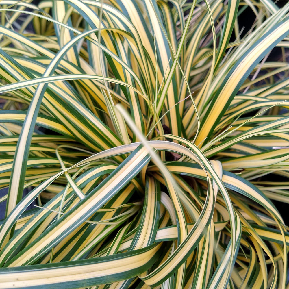 Carex oshimensis 'Everoro' PP23406 ~ Monrovia® EverColor® Everoro Sedge-ServeScape