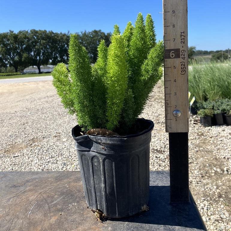 Asparagus densiflorus 'Myersii' ~ Foxtail Asparagus Fern-ServeScape