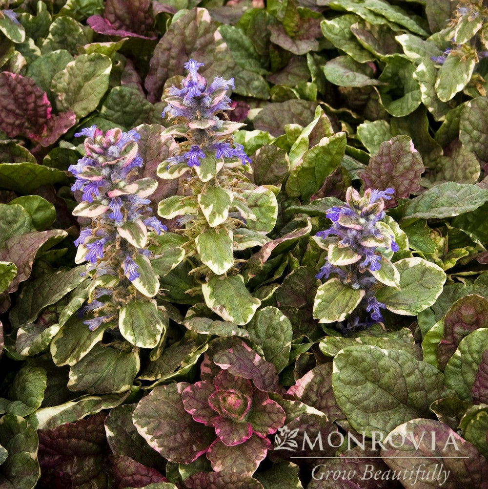 Ajuga reptans 'Burgundy Glow' ~ Monrovia® Burgundy Glow Bugleweed-ServeScape