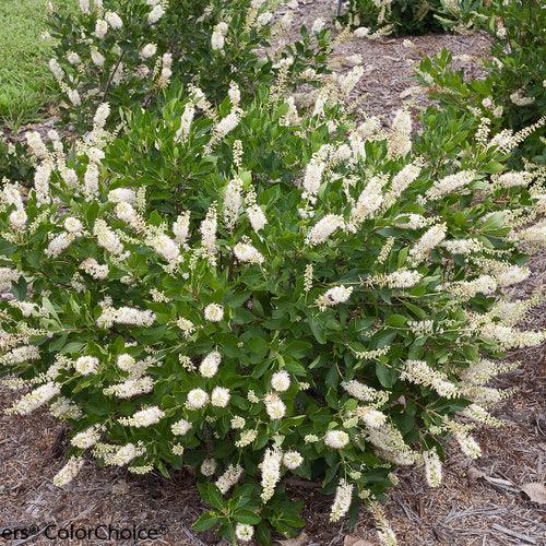 Clethra alnifolia 'Caleb' ~ Vanilla Spice® Summersweet-ServeScape