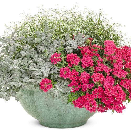 Verbena hybrid 'RIKAV45801' ~ PW® Superbena® Raspberry Verbena-ServeScape