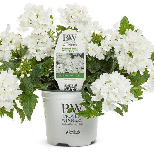 Verbena hybrid 'RIKA1832M3' ~ Superbena® Whiteout™ Verbena-ServeScape