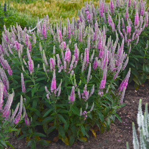 Veronica 'Pink Potion' PP 29,681 ~ PW® Magic Show® Pink Potion Veroncia-ServeScape