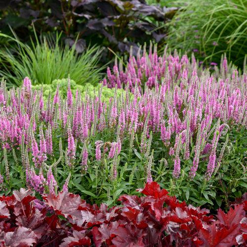 Veronica 'Pink Potion' PP 29,681 ~ PW® Magic Show® Pink Potion Veroncia-ServeScape