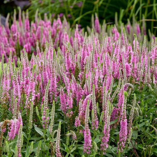 Veronica 'Pink Potion' PP 29,681 ~ PW® Magic Show® Pink Potion Veroncia-ServeScape
