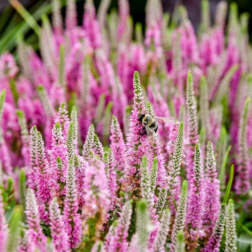 Veronica 'Pink Potion' PP 29,681 ~ PW® Magic Show® Pink Potion Veroncia-ServeScape