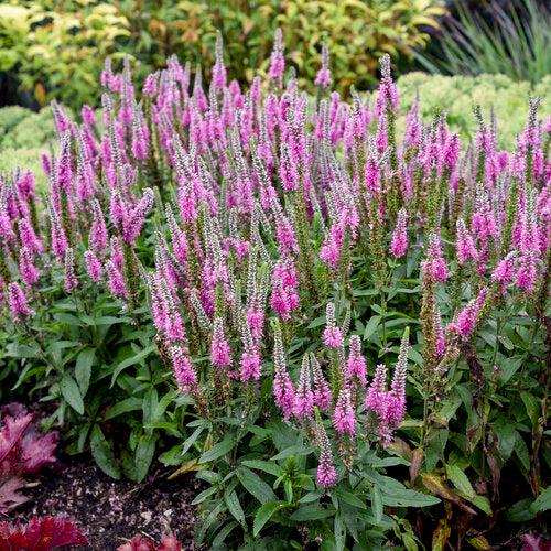 Veronica 'Pink Potion' PP 29,681 ~ PW® Magic Show® Pink Potion Veroncia-ServeScape