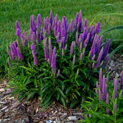 Veronica 'Purple Illusion' PP31301 ~ PW® Magic Show® Purple Illusion Veroncia-ServeScape