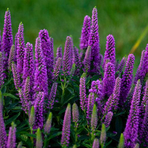 Veronica 'Purple Illusion' PP31301 ~ PW® Magic Show® Purple Illusion Veroncia-ServeScape