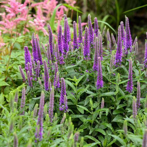 Veronica 'Purple Illusion' PP31301 ~ PW® Magic Show® Purple Illusion Veroncia-ServeScape