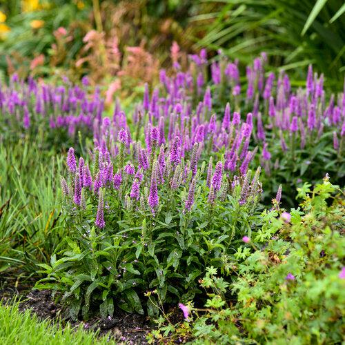 Veronica 'Purple Illusion' PP31301 ~ PW® Magic Show® Purple Illusion Veroncia-ServeScape