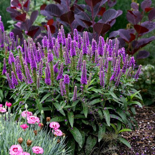 Veronica 'Purple Illusion' PP31301 ~ PW® Magic Show® Purple Illusion Veroncia-ServeScape