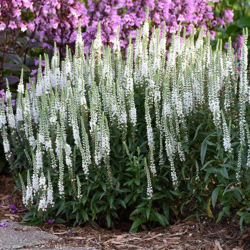 Veronica 'White Wands' ~ Magic Show® White Wands Speedwell-ServeScape