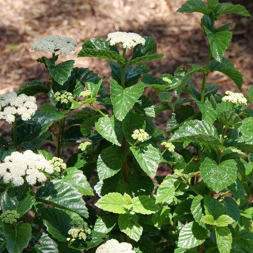 Viburnum dentatum var. deamii 'Glitters & Glows' ~ PW® Glitters & Glows® Arrowwood-ServeScape