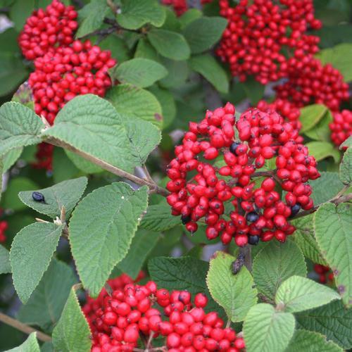 Viburnum × rhytidophylloides 'Red Balloon' ~ Red Ballon Viburnum-ServeScape