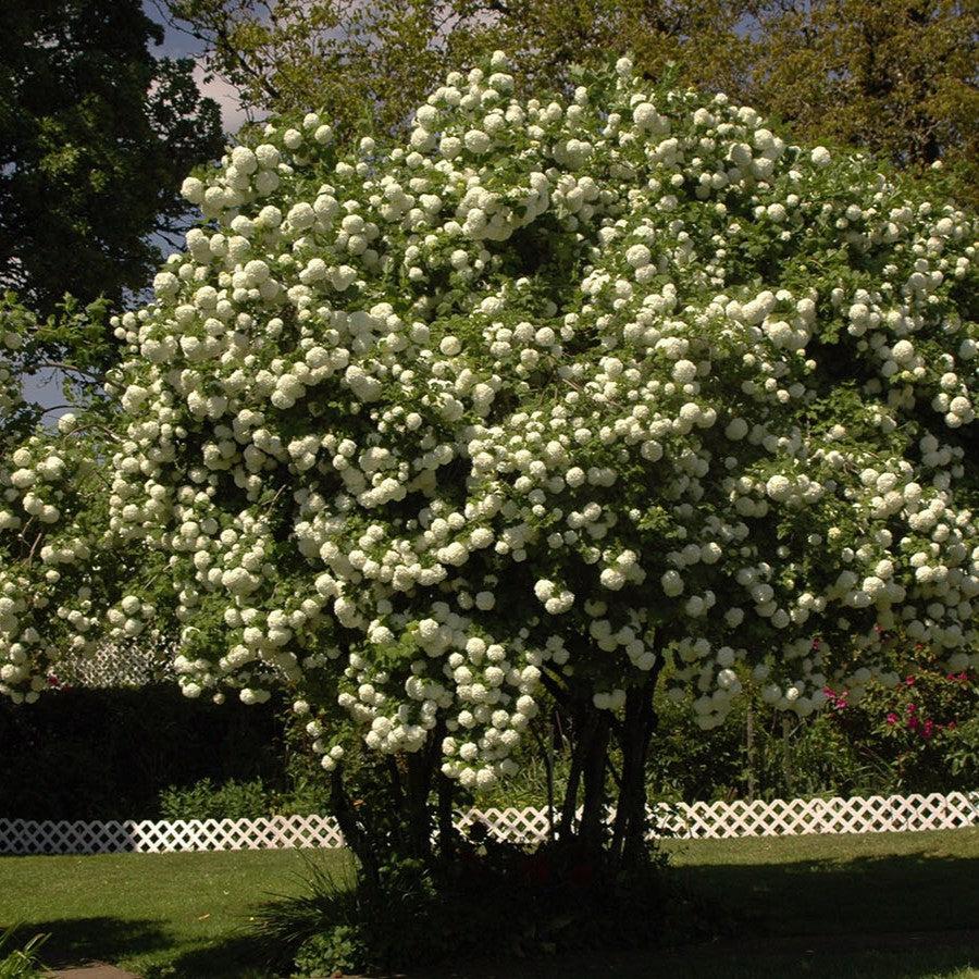 Viburnum opulus 'Roseum' ~ Eastern Snowball-ServeScape