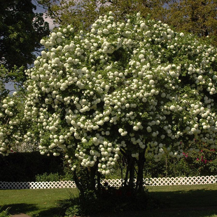 Viburnum opulus 'Roseum' ~ Eastern Snowball-ServeScape