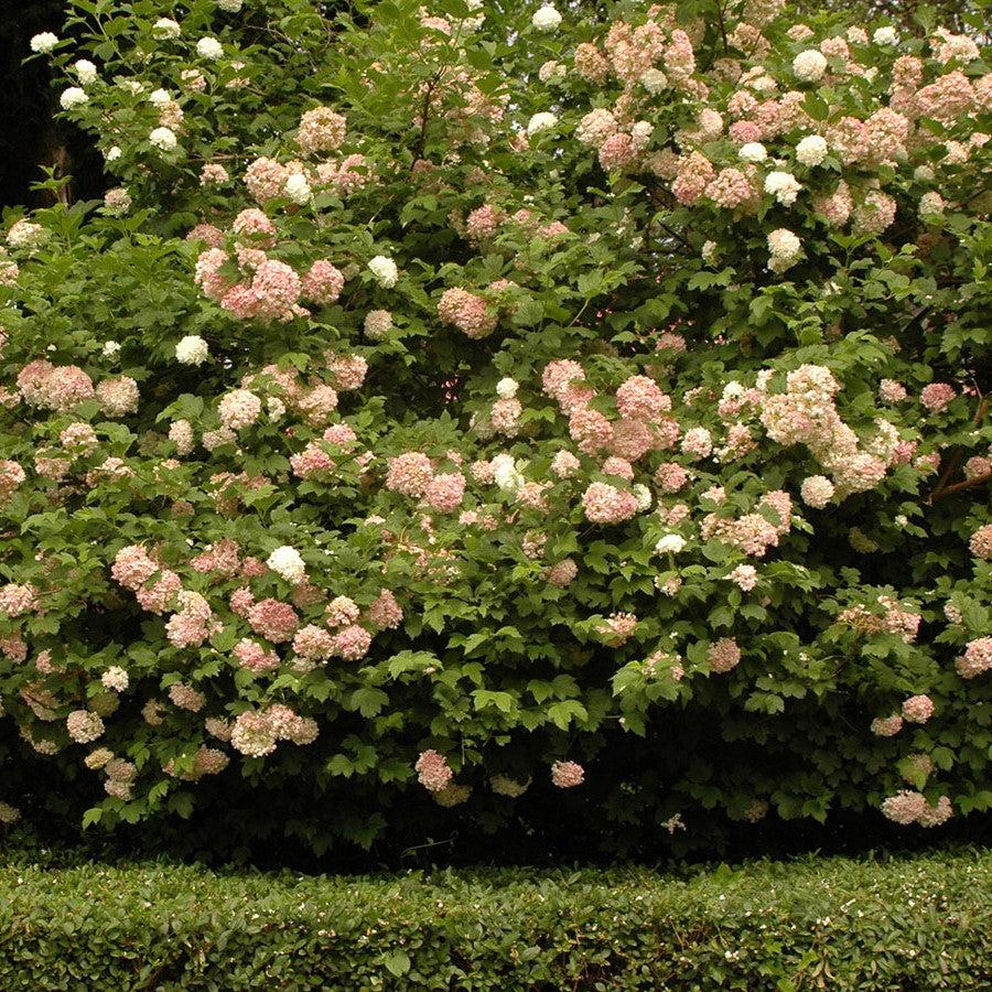 Viburnum opulus 'Roseum' ~ Eastern Snowball-ServeScape