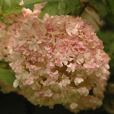 Viburnum opulus 'Roseum' ~ Eastern Snowball-ServeScape