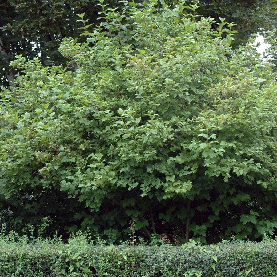 Viburnum opulus 'Roseum' ~ Eastern Snowball-ServeScape
