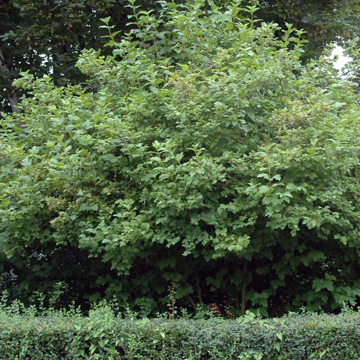 Viburnum opulus 'Roseum' ~ Eastern Snowball-ServeScape