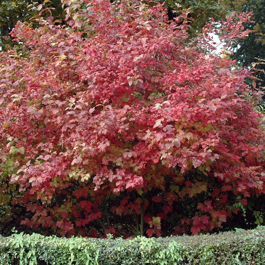 Viburnum opulus 'Roseum' ~ Eastern Snowball-ServeScape