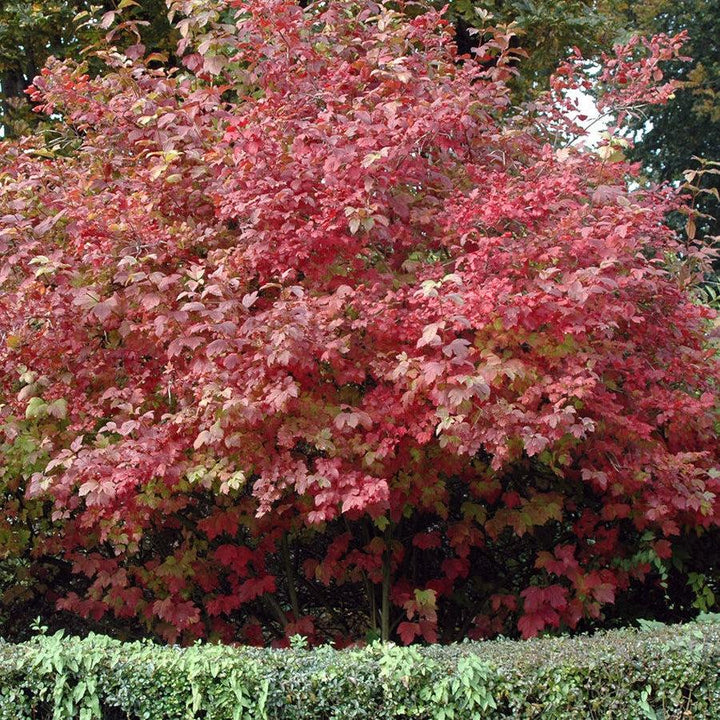 Viburnum opulus 'Roseum' ~ Eastern Snowball-ServeScape