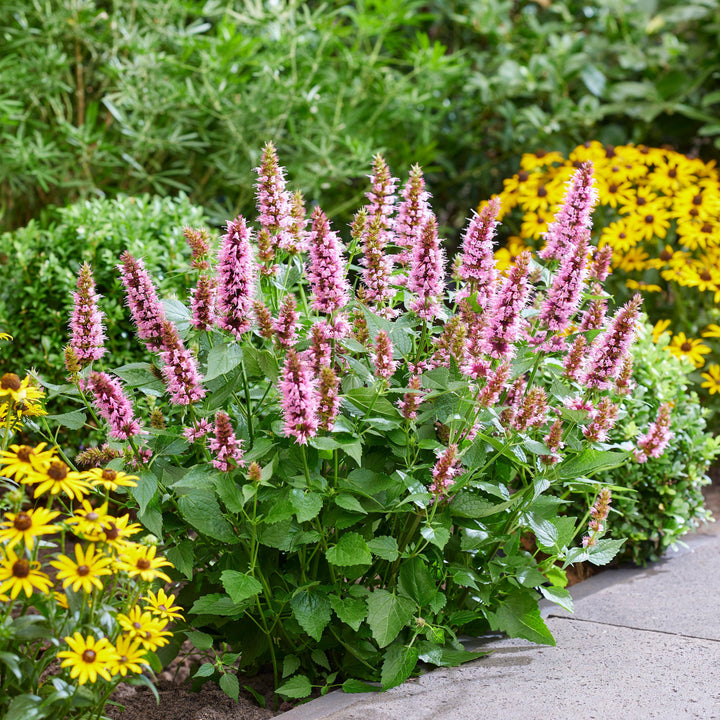 Agastache 'Agapk' ~ Monrovia® Beelicious® Pink Agastache-ServeScape