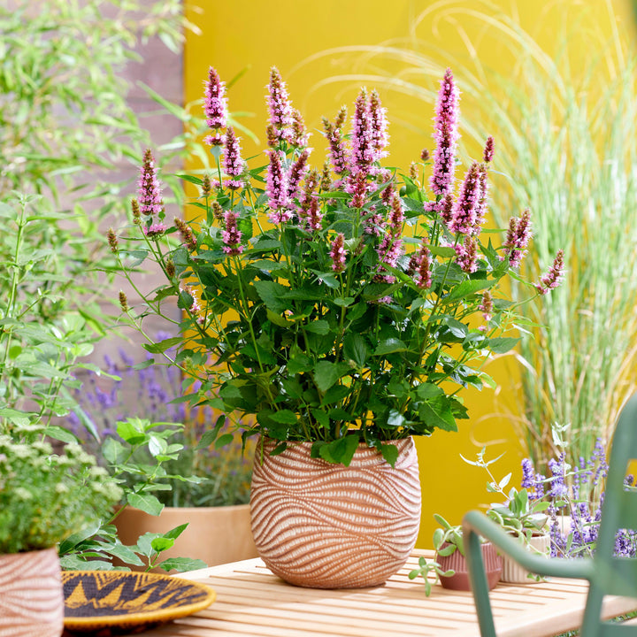 Agastache 'Agapk' ~ Monrovia® Beelicious® Pink Agastache-ServeScape