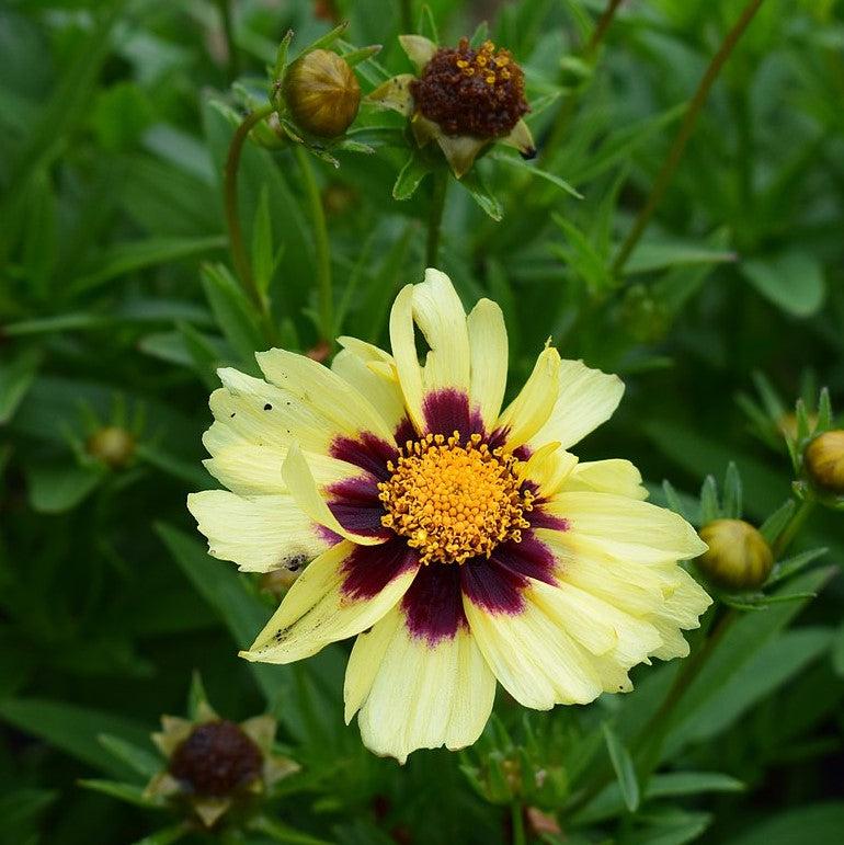 Coreopsis 'Balupteamed' PP28866 ~ Monrovia® Uptick™ Cream & Red Coreopsis-ServeScape