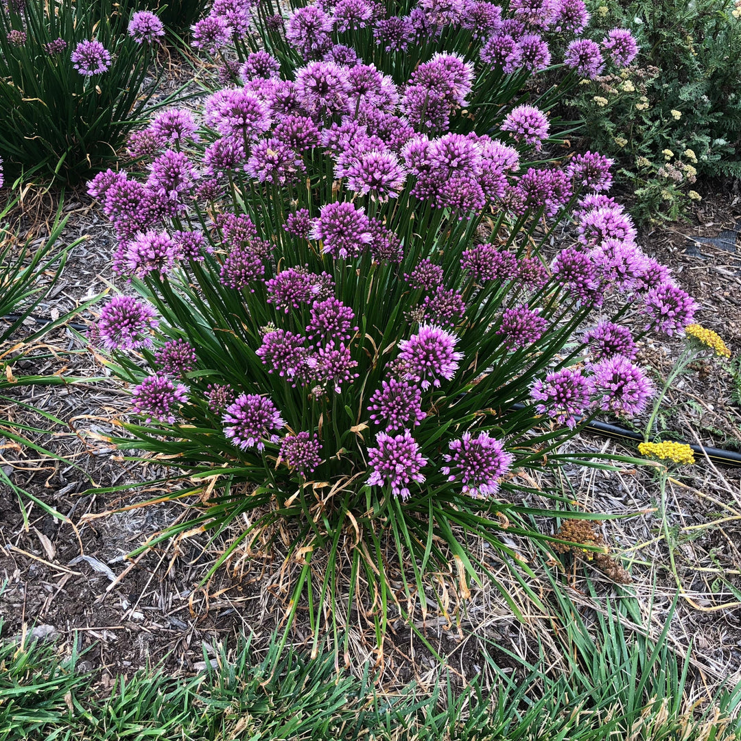 Allium hybrid 'Windy City' PP28,100 ~ Monrovia® Windy City Ornamental Onion-ServeScape