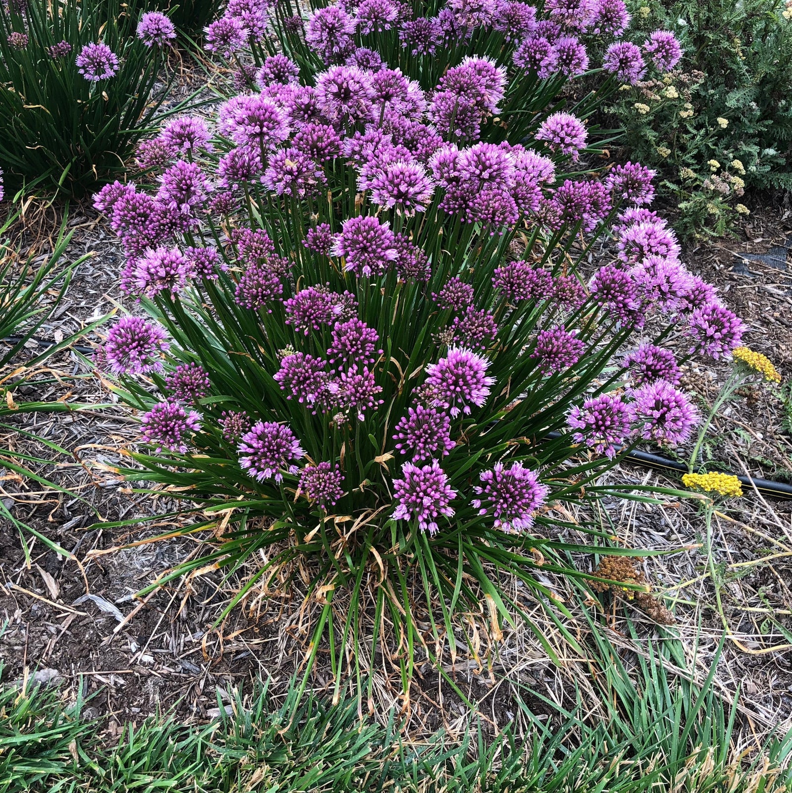 Allium hybrid 'Windy City' PP28,100 ~ Monrovia® Windy City Ornamental Onion-ServeScape
