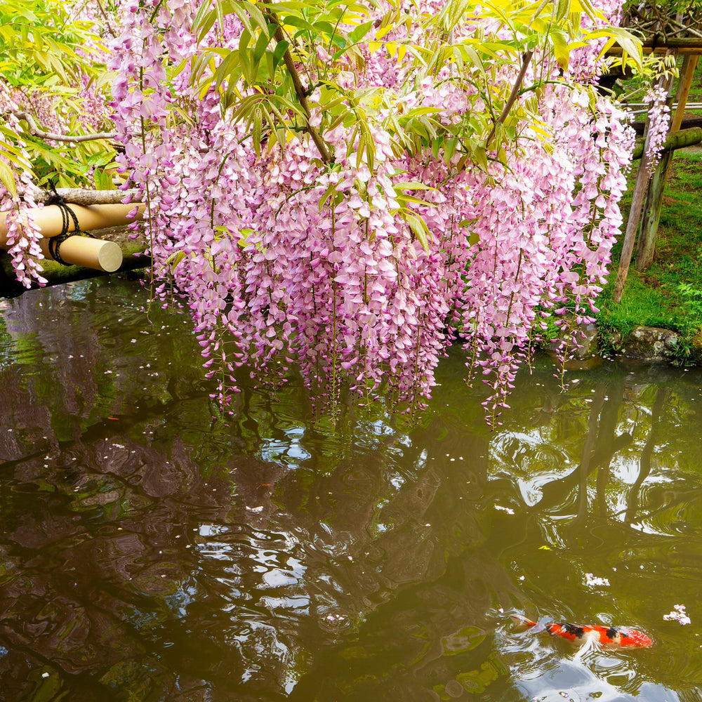 Wisteria brachybotrys 'Shiro-Beni' ~ Monrovia® Shiro Beni Silky Wisteria-ServeScape